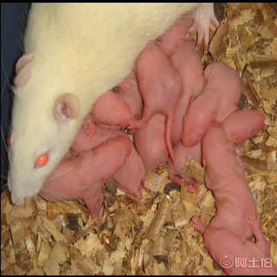 大白鼠乳鼠 爬寵黃金飼料的專(zhuān)業(yè)養(yǎng)殖與飼喂指南