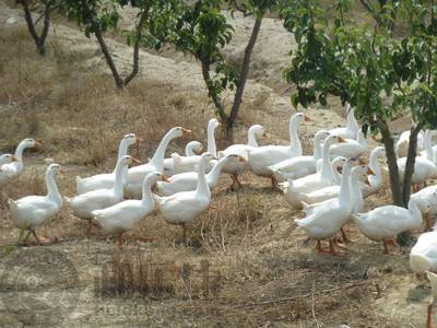 【獨(dú)家】有機(jī)韓國(guó)新高梨 和樂(lè)康威海基地直供的純凈之選