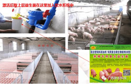養(yǎng)豬專(zhuān)用復(fù)合益生菌 酶菌融合預(yù)消化技術(shù)引領(lǐng)低成本生態(tài)健康養(yǎng)殖新篇章