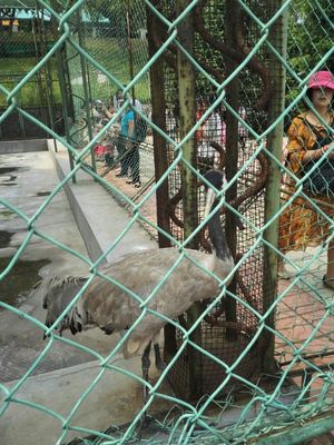 本溪?jiǎng)游飯@游覽體驗(yàn)與動(dòng)物飼養(yǎng)觀(guān)察點(diǎn)評(píng)